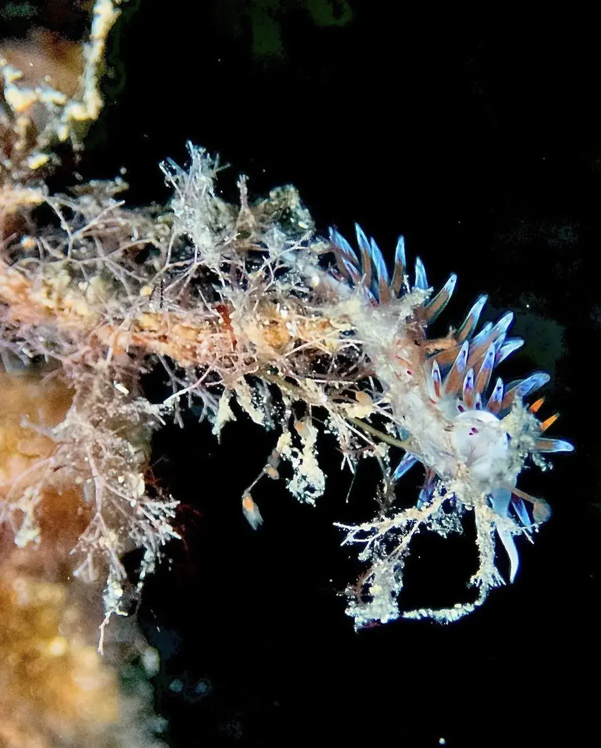 Buceo 4