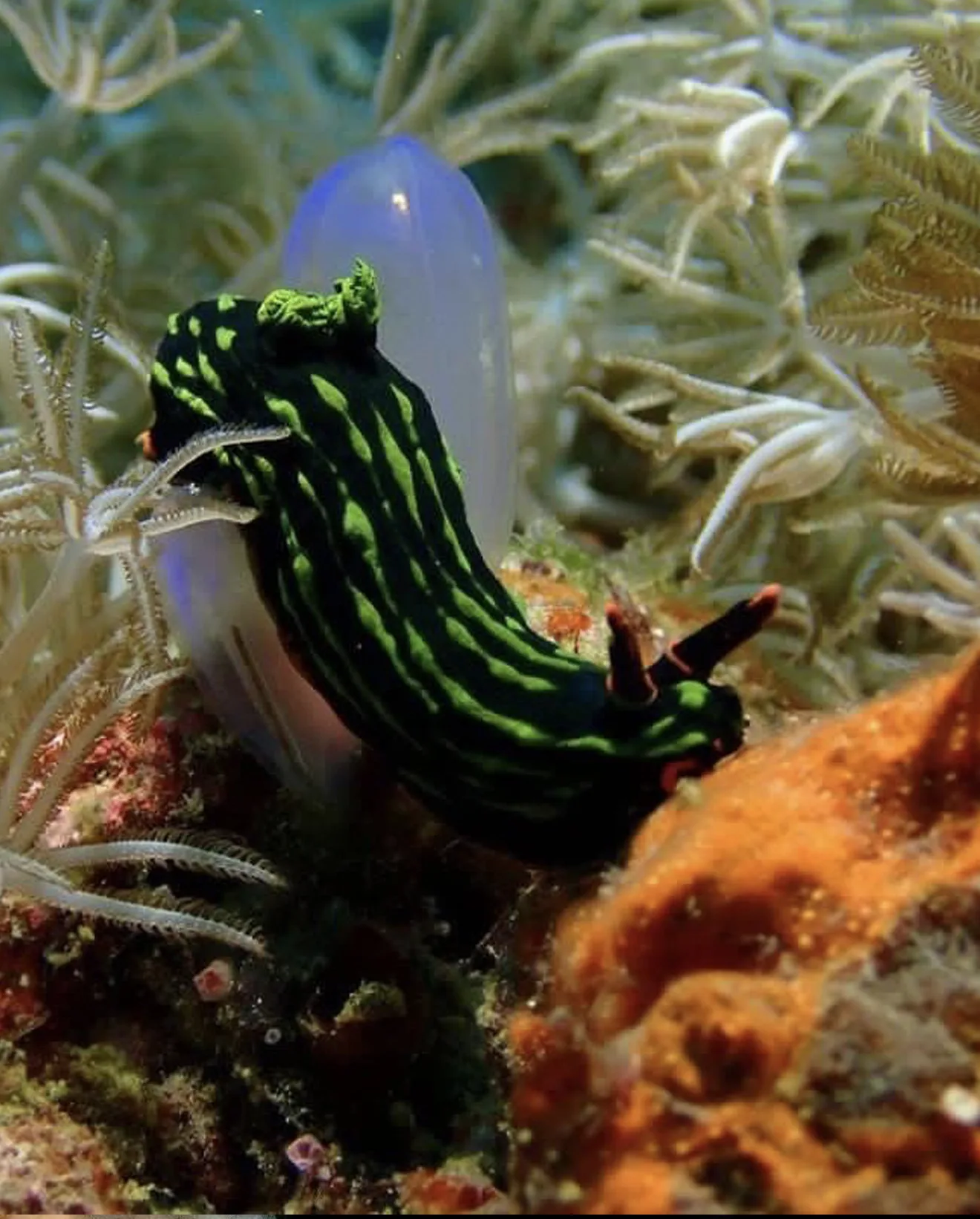 Buceo 5