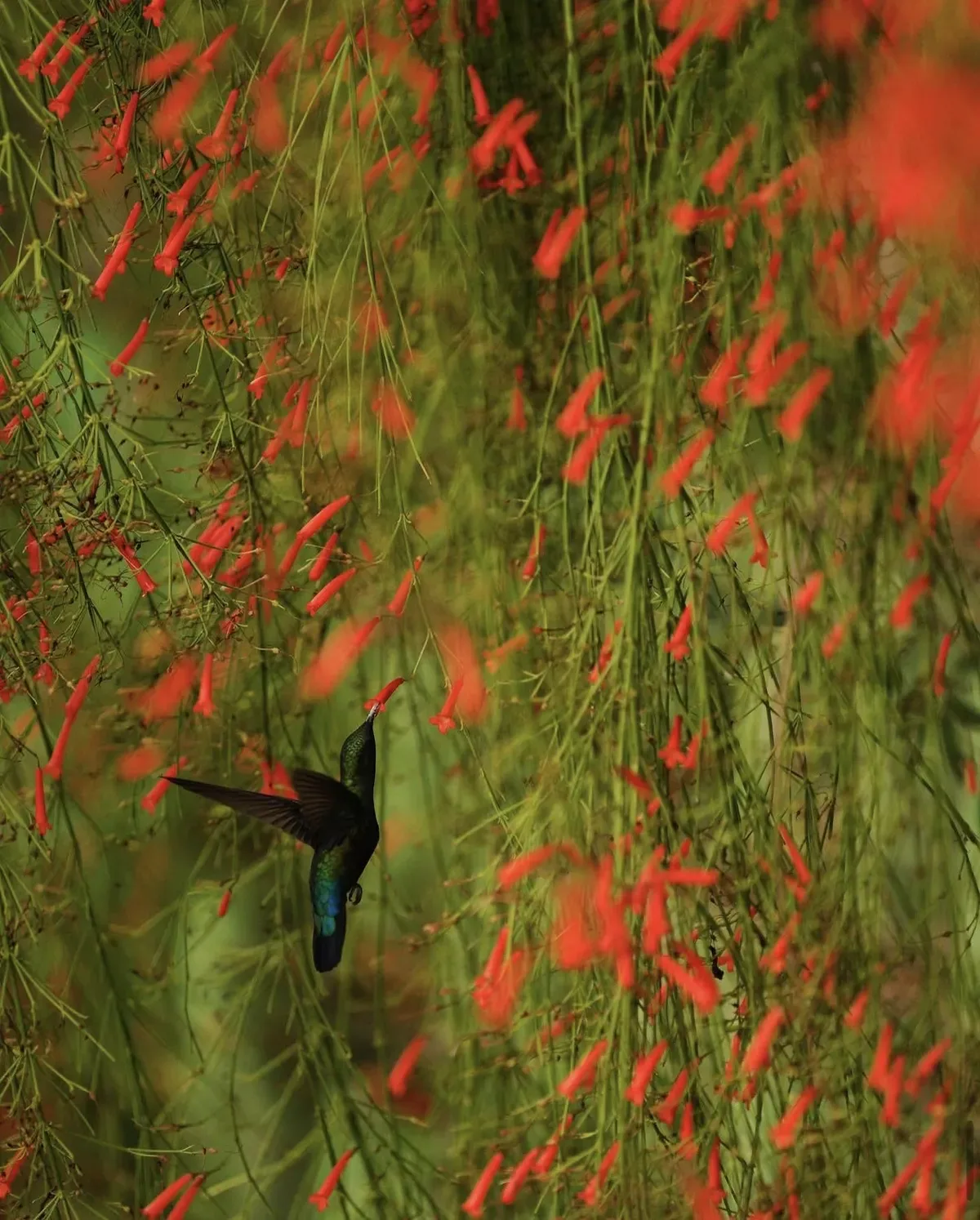Naturaleza 4